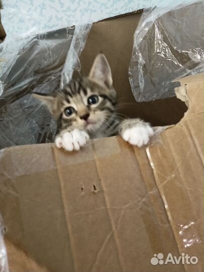 Кошка в дар бесплатно