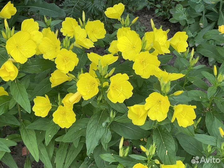 Энотера многолетние цветы ночная свеча многолетник