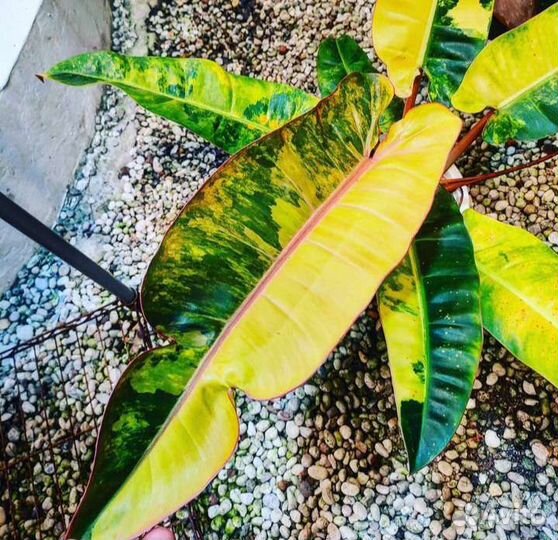 Филодендрон Имбили