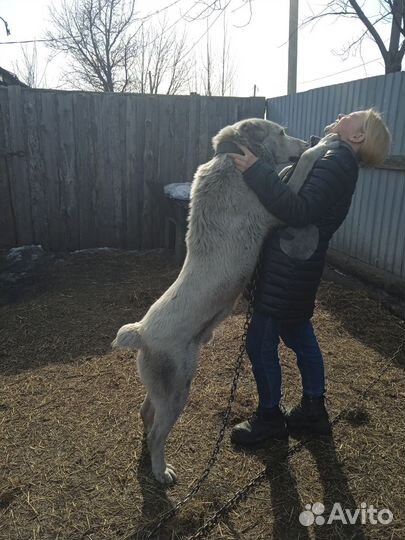 Лев ищет львицу