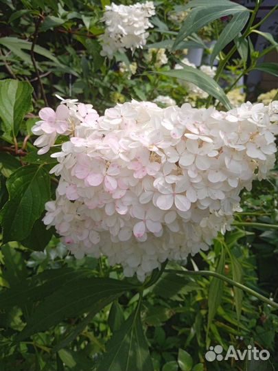 Гортензии, аканит, астильба