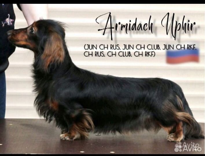 Щенок длинношерстной кроличьей таксы