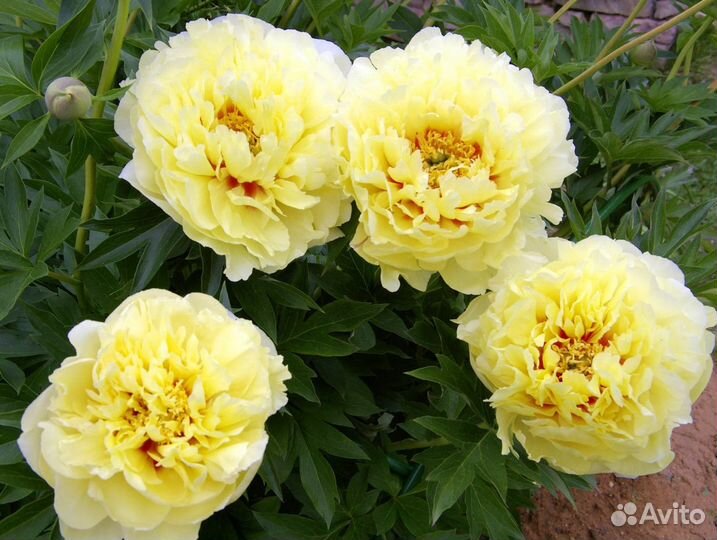 Пион Бартзелла