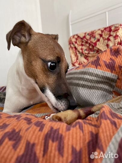 Корм для собаки. Натуральное