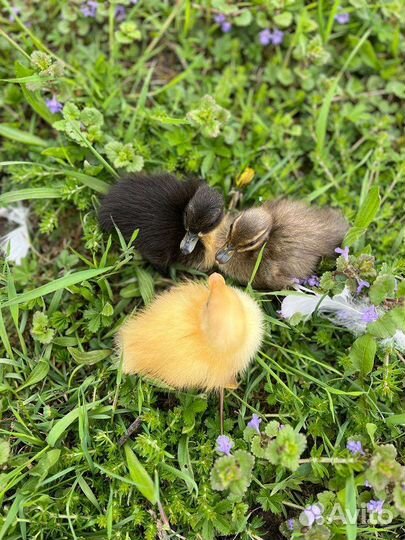 Индийский бегунок