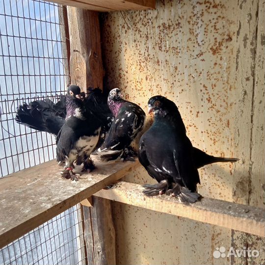 Продам статных голубей