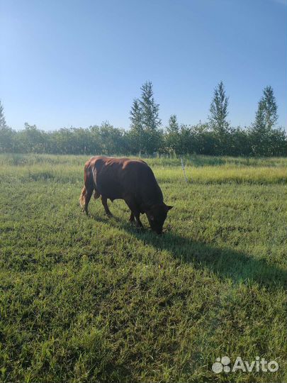Продам быка