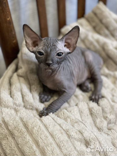 Котята сфинкс