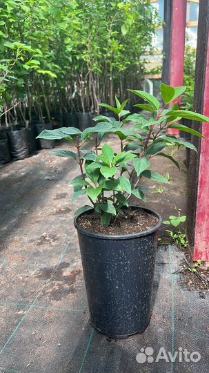 Гортензия Самарская Лидия