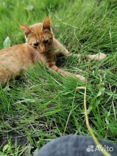 Рыжее счастье в поисках доброты