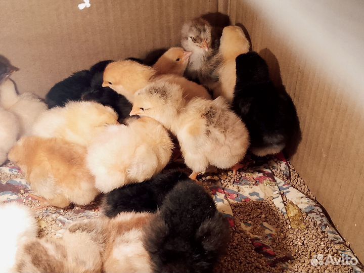 Цыплята и гуси