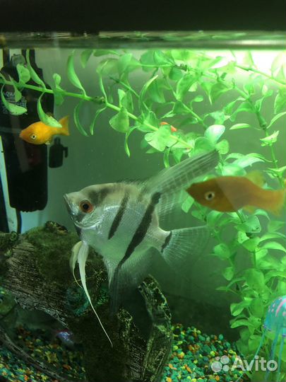 Скалярия отдам бесплатно