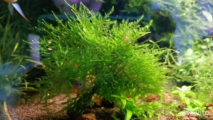 Меченосцы, гуппи