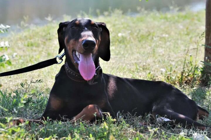 Саймон ищет семью