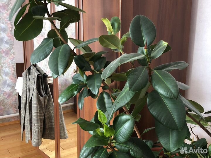 Комнатные цветы