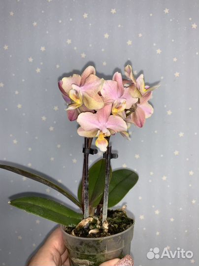 Орхидея Мультифлора 7/25см