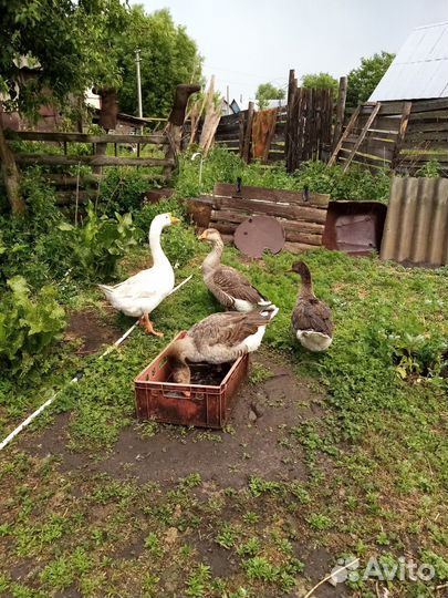 Продам семья гусей
