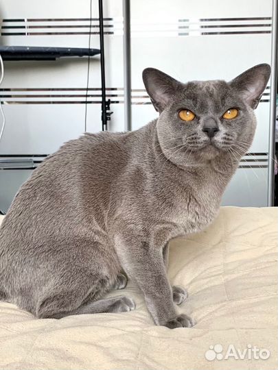 Бурма вязка