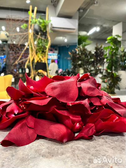 Свежие лепестки роз