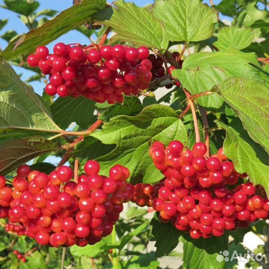 Калина саженцы