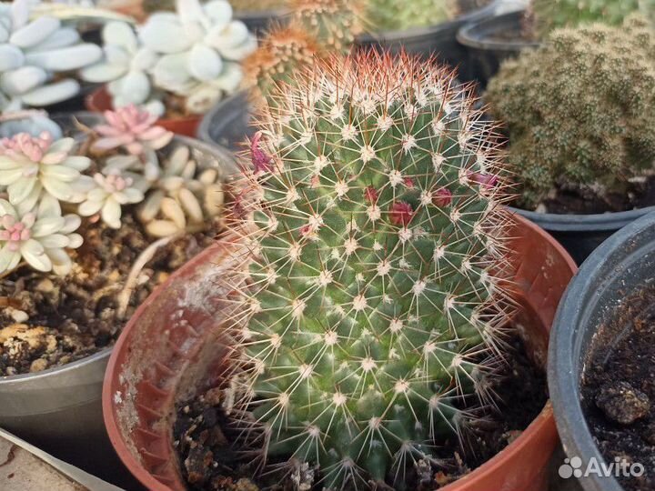 Кактусы и суккуленты