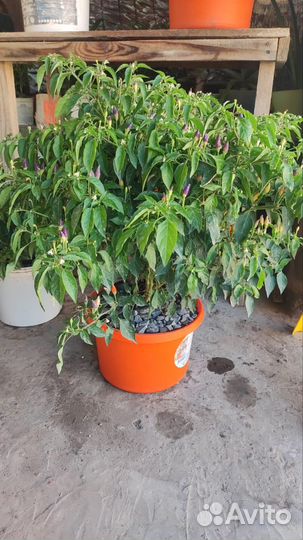 Перец комнатный острый