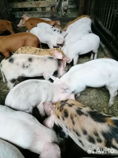 Поросята