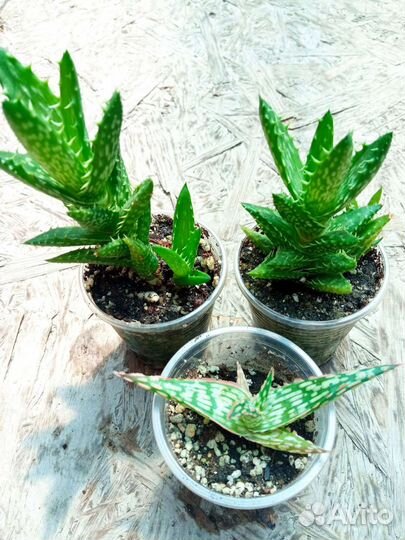 Алоэ, хавортии, гастерии