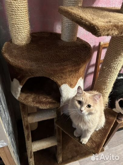 Когтеточка домик для кошки