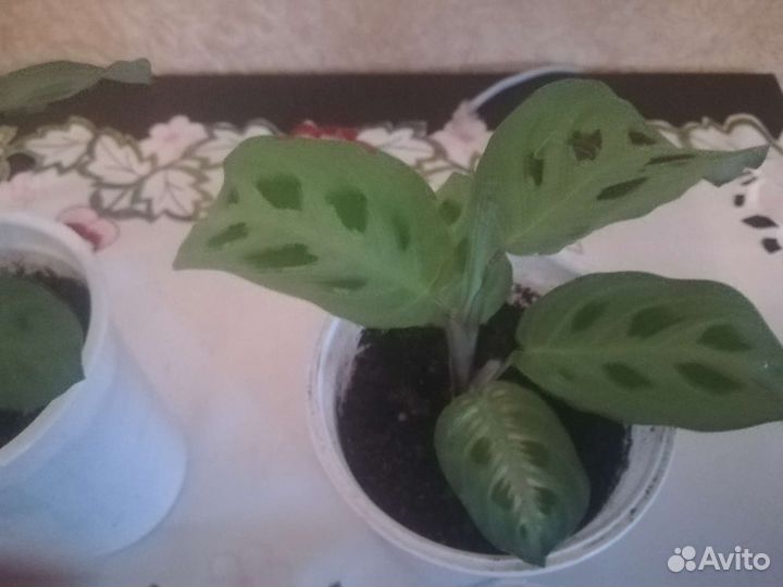 Маранта. Папортники