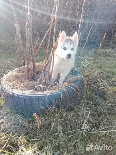 Продается щенок сибирской хаски