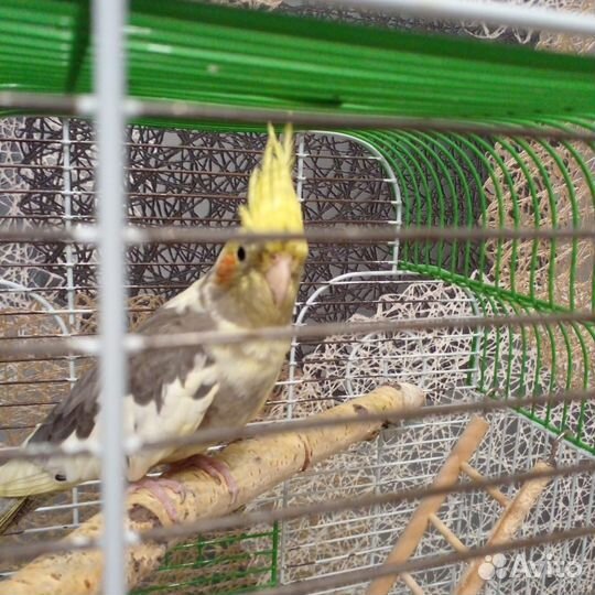 Попугай корелла с клеткой