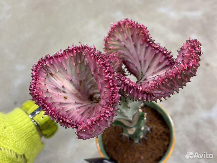 Эуфорбия кристата