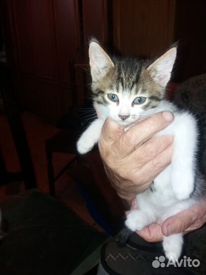Котята в добрые руки даром