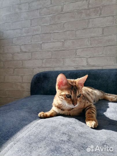 Бенгальские котята