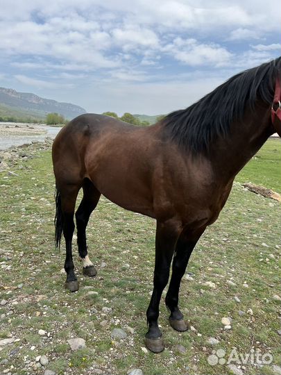 Карачаевский жеребец