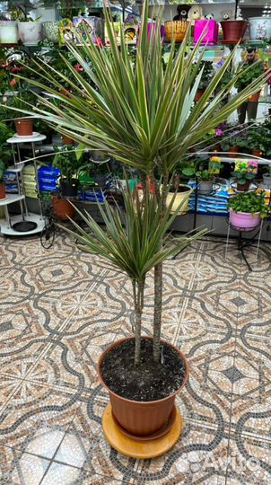 Пальма,Драцена,Юкка