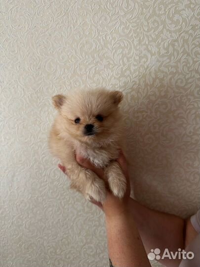 Щенки шпица померанские