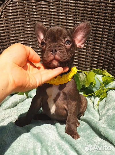 Французский бульдог щенки