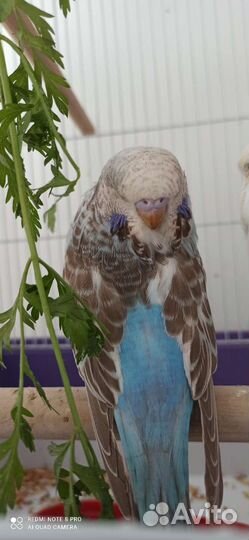 Волнистый попугай ввп