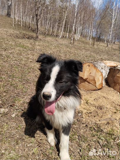 Бордер колли