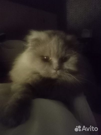 Британские котята