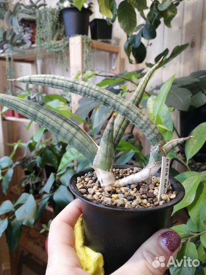 Детки сансевиерий