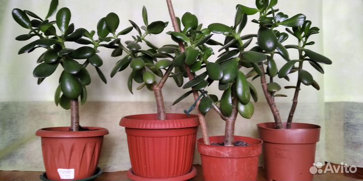 Денежное дерево красула толстянка