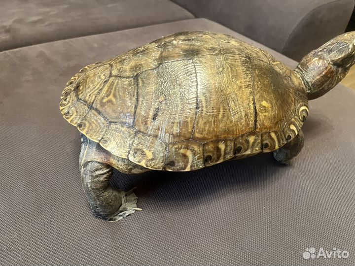 Чучело черепахи