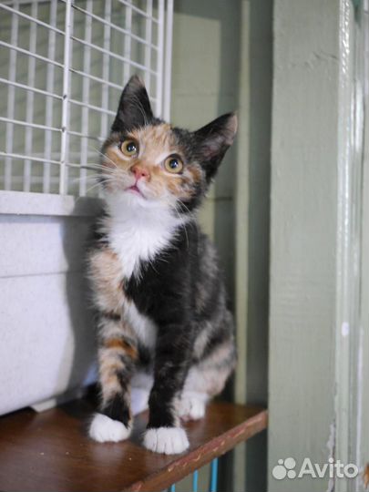 Ищем хозяйку для кошечки