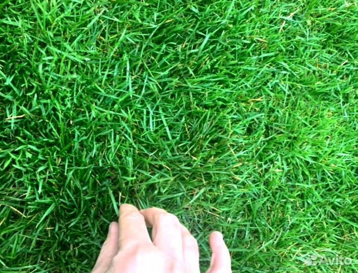 Рулонный газон