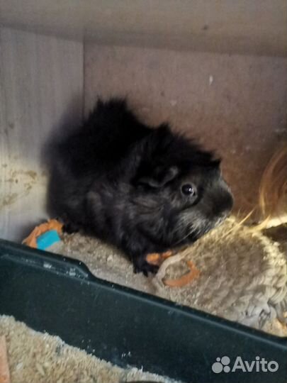 Морская свинка