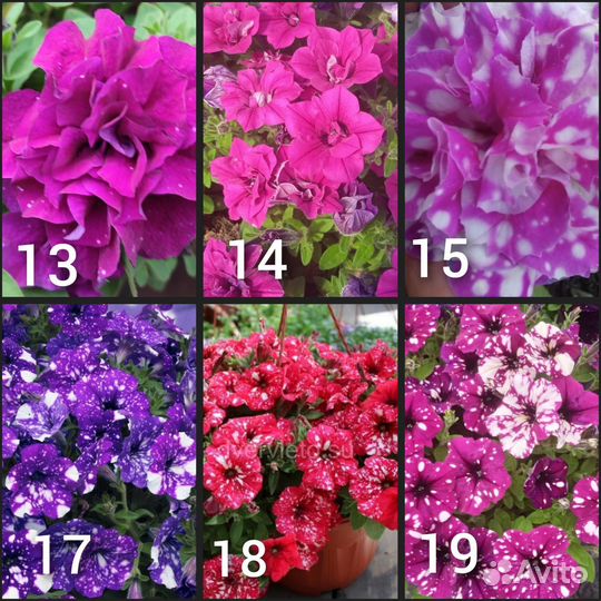 Черенки петунии вегетативной (ампельной)