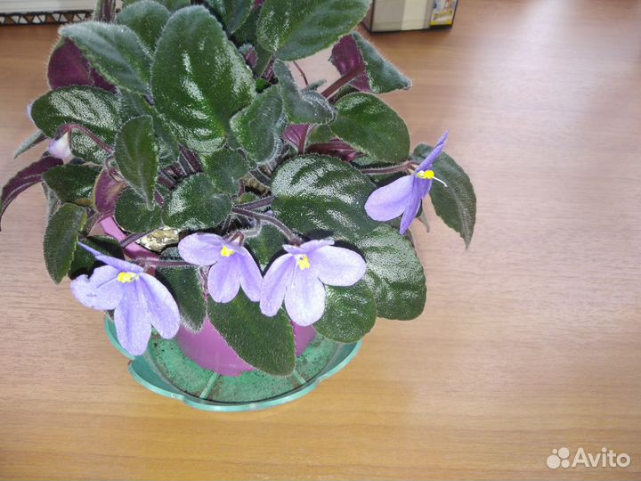 Домашние цветы